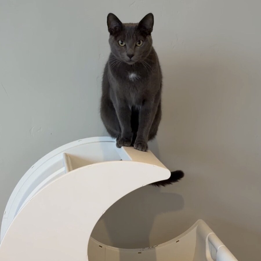 Rosie